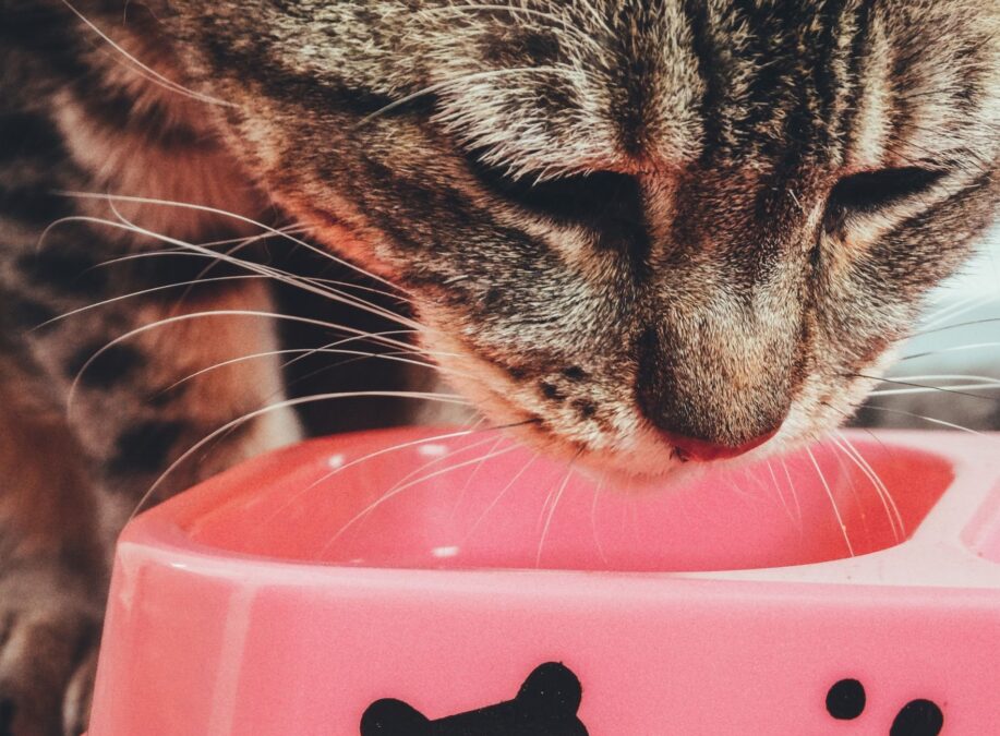 Bedarfsdeckendes Katzenfutter: Was wirklich zählt