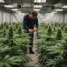Cannabis Anbauvereinigung Hamburg: So funktioniert das