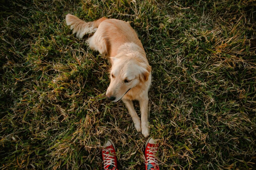 Hundegesundheit 2026: Was Forschung über Futter weiß